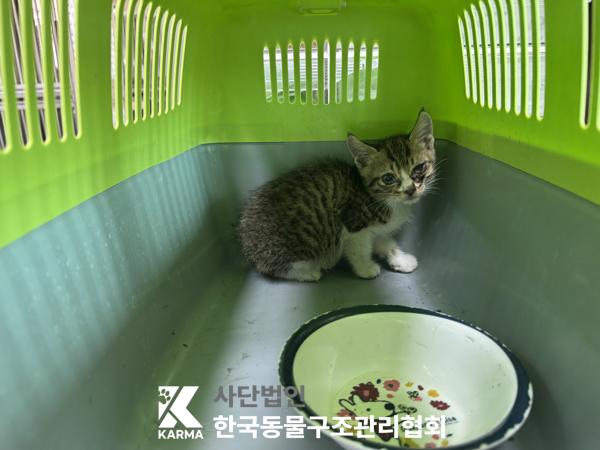 [고양이] 한국 고양이 서울-중구-2025-00015 유기동물 배경 이미지 입니다.